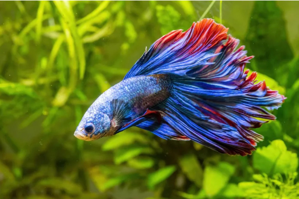 How to Choose Aquarium Fish: A Step-by-Step Guide