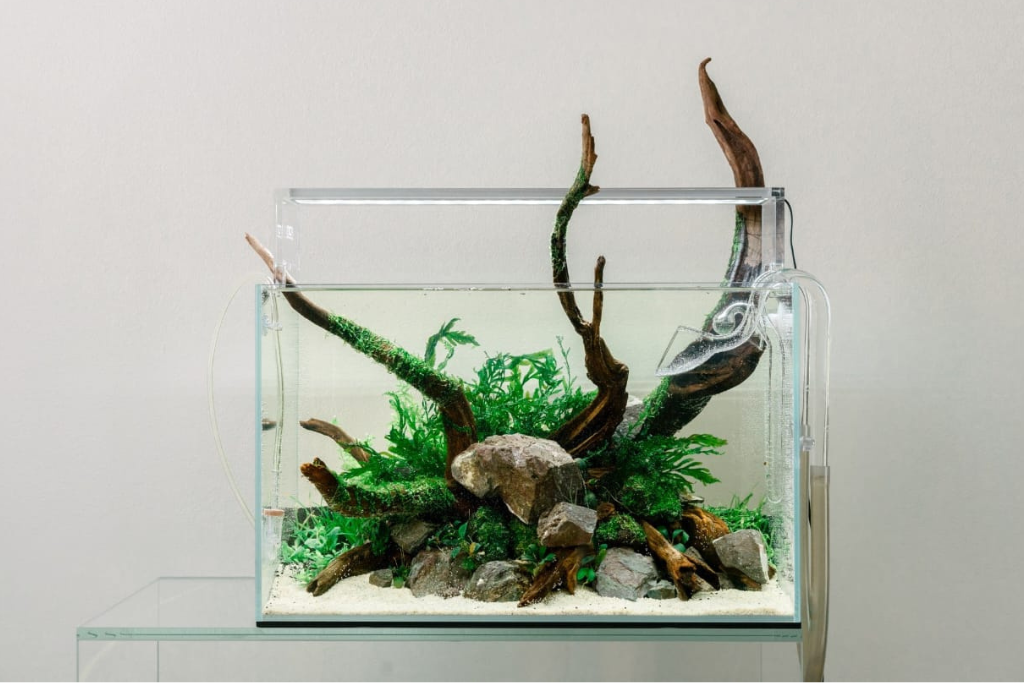 How to Choose Aquarium Plants: The Ultimate Guide