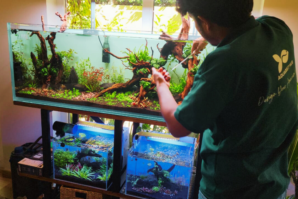 How to Clean Your Aquarium: Step-by-Step Guide