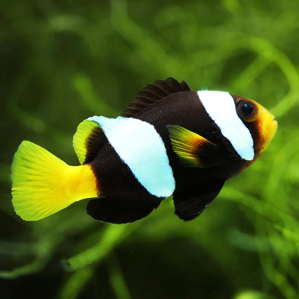 Sebae Clownfish (Amphiprion sebae)