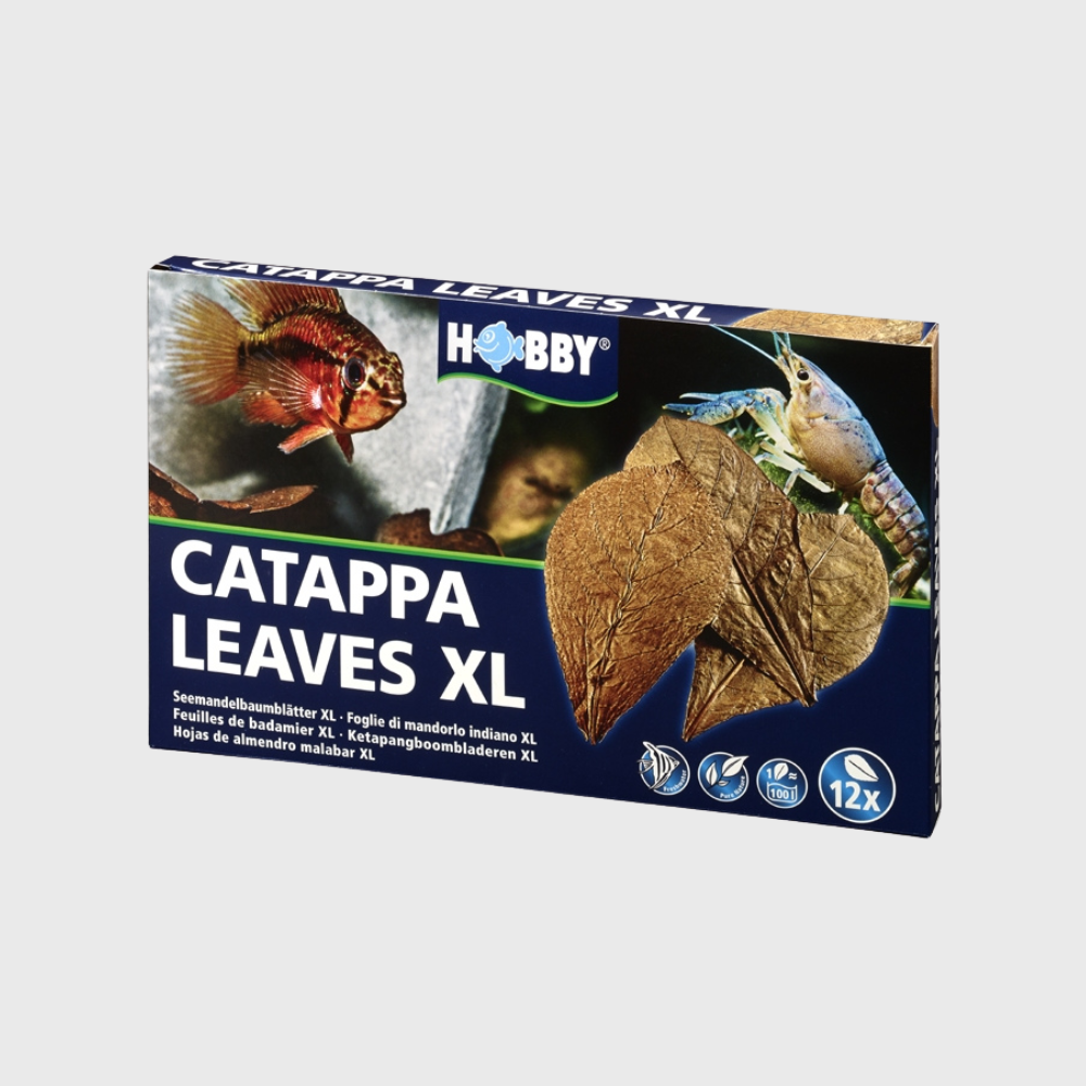 Hobby Catappa Leaves Xlarge 12 pcs