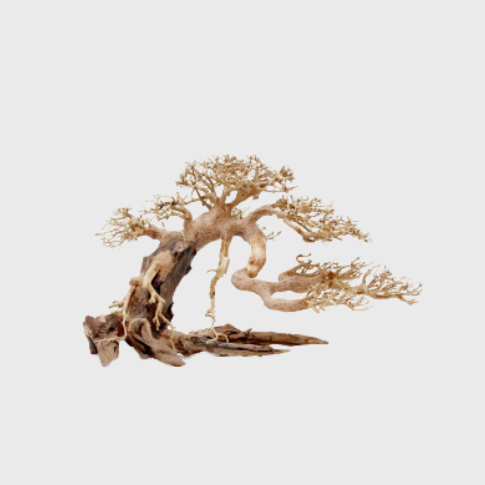 Bonsai Wood (30x23x17cm)