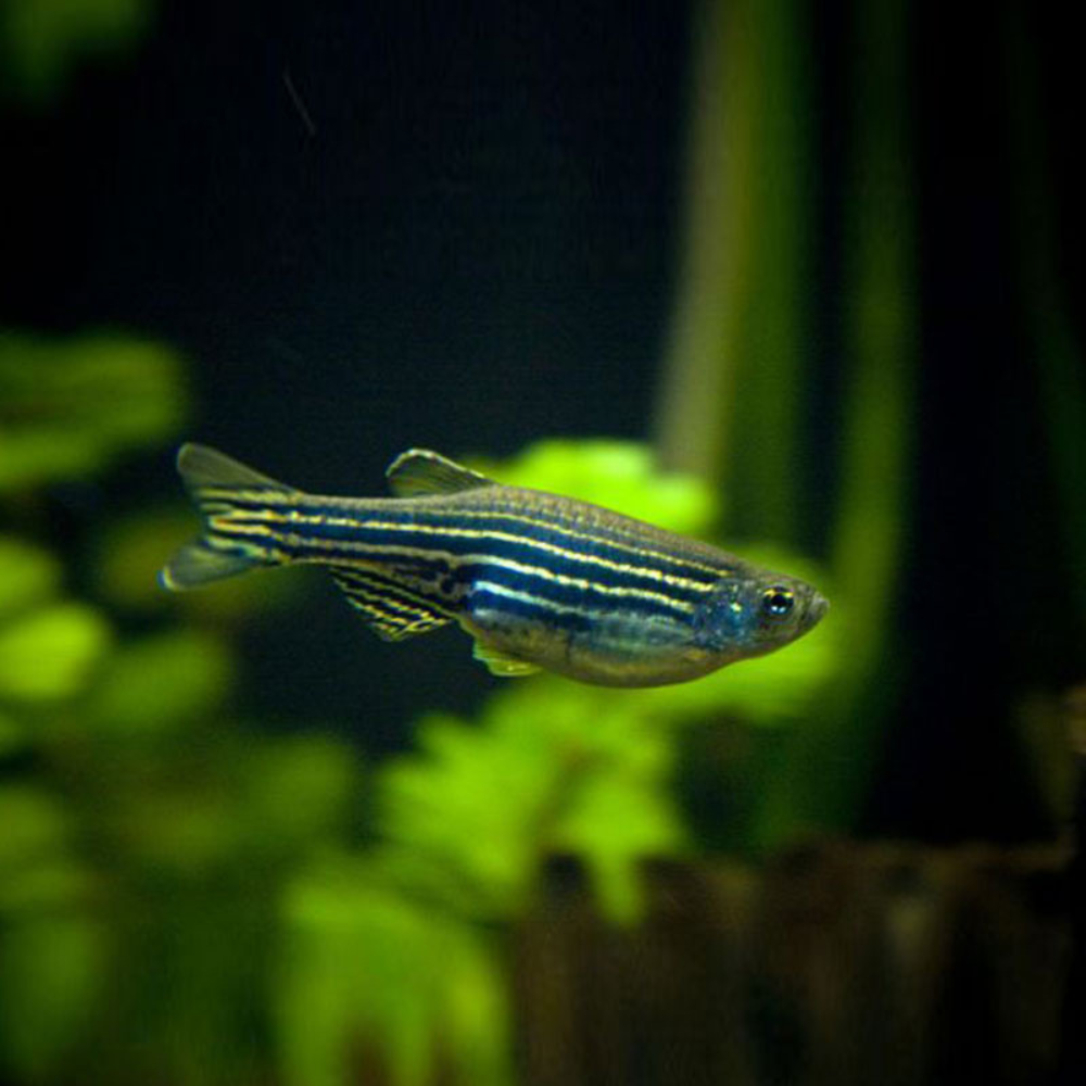 Zebra Danio