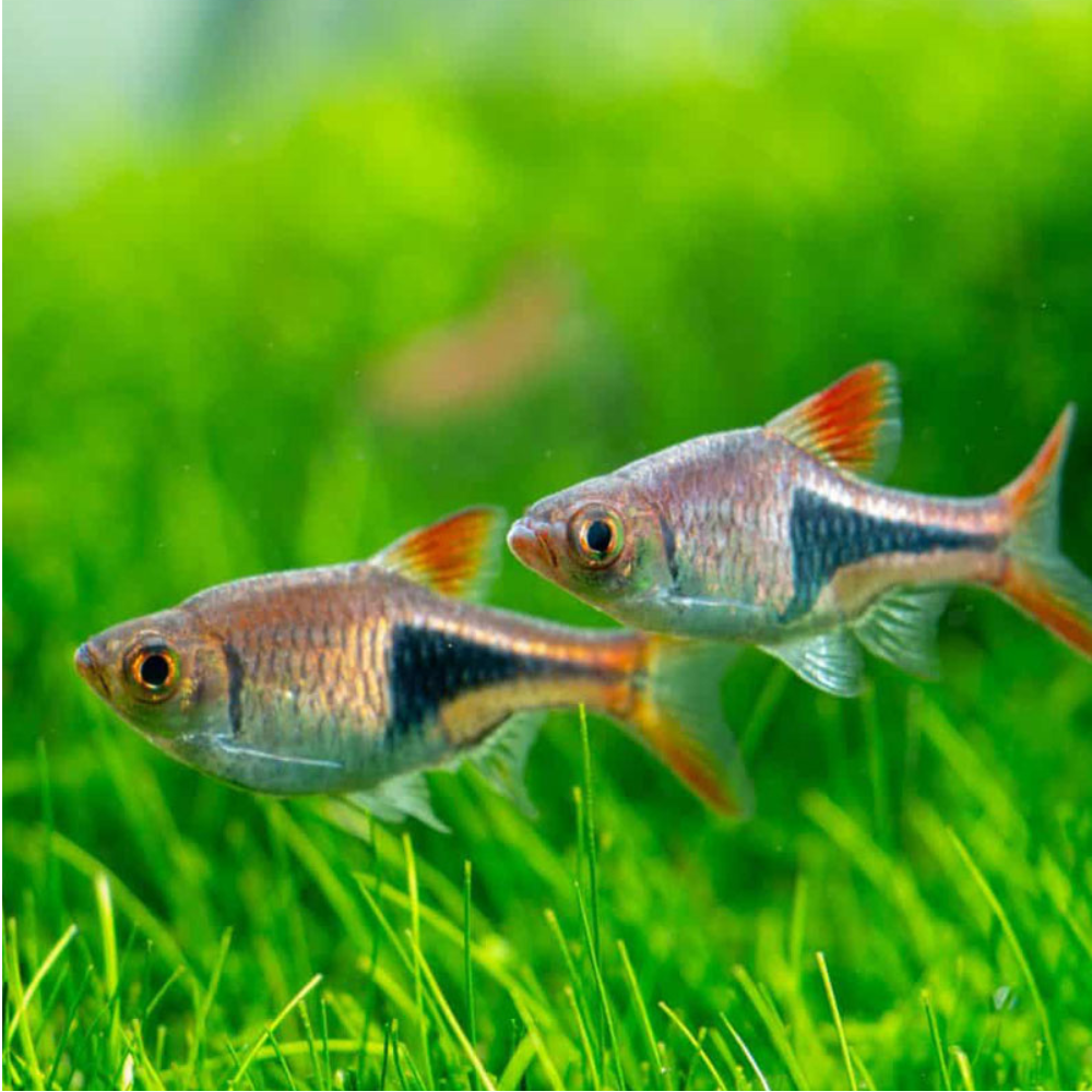 Harlequin Rasbora