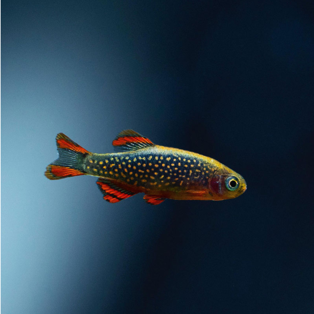 Galaxy Rasbora