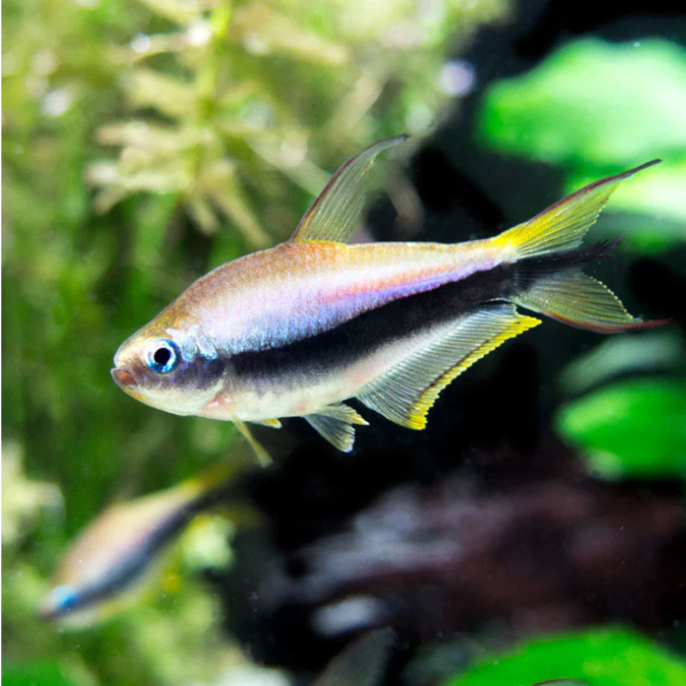 Emperor Tetra