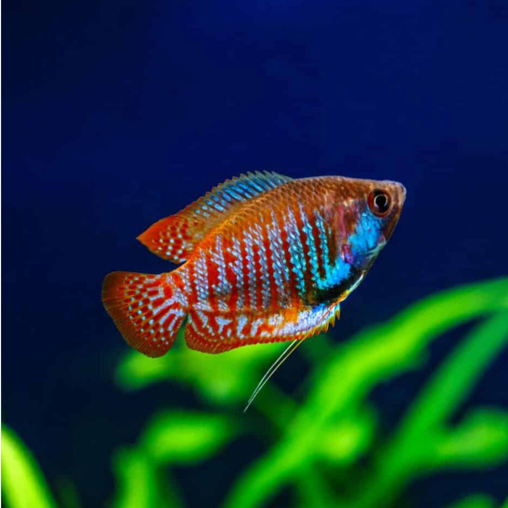 Dwarf Gourami