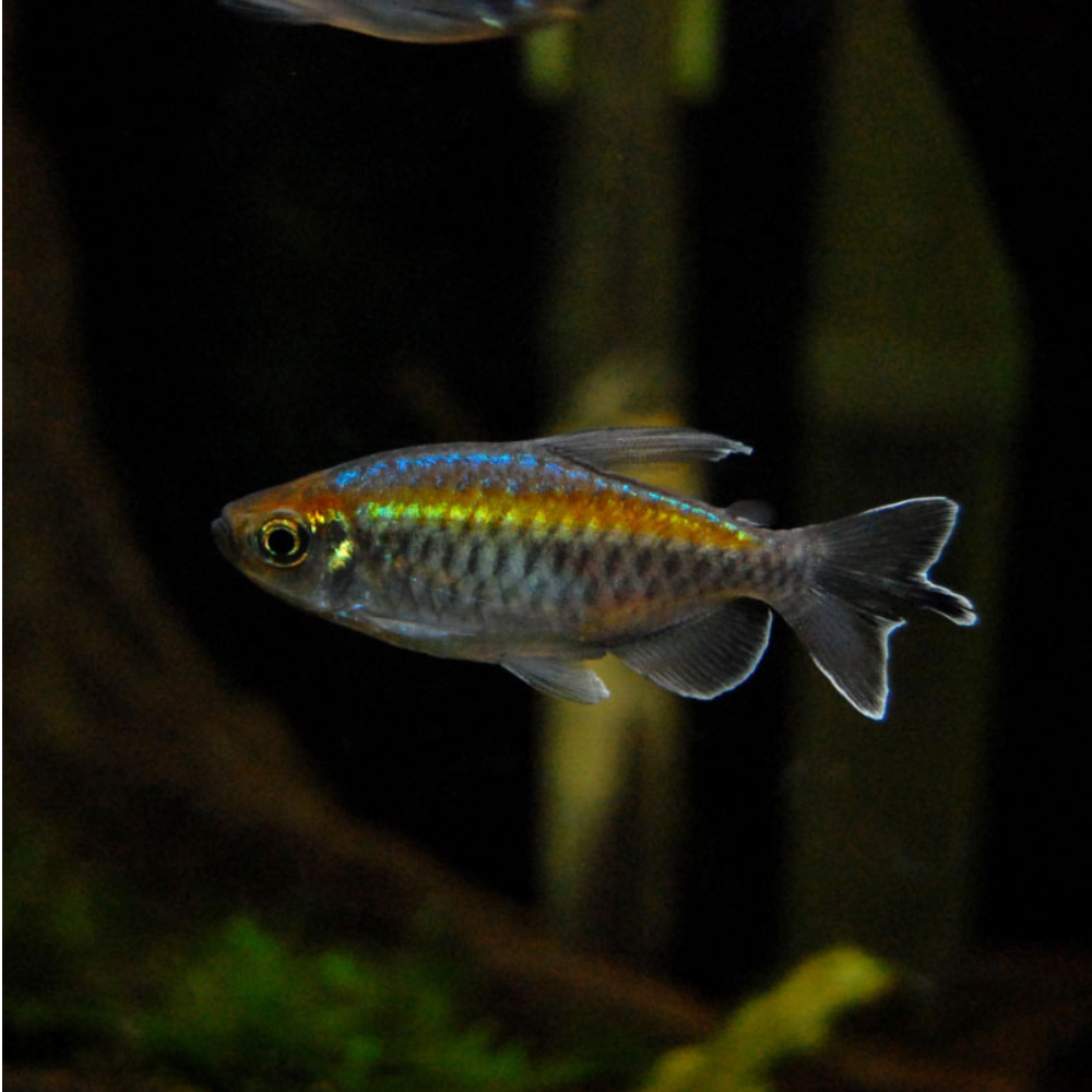 Congo Tetra