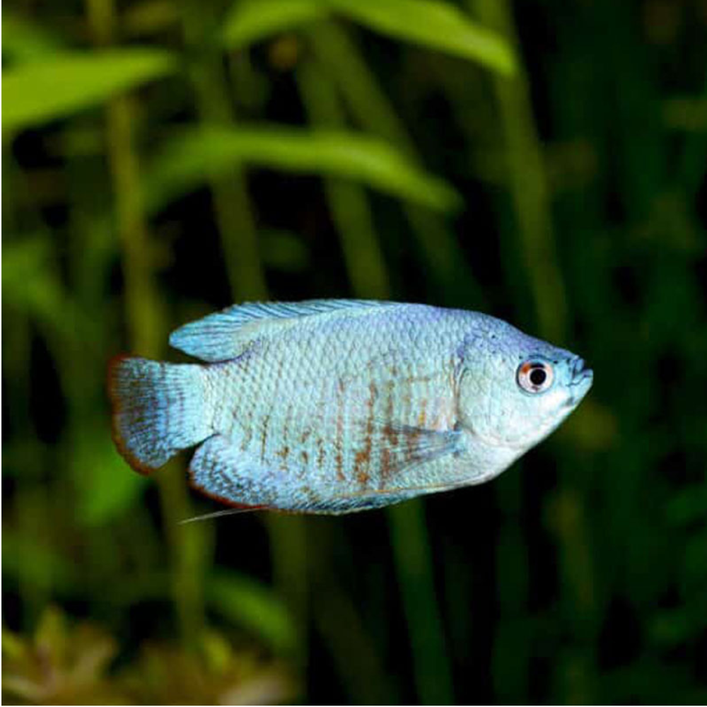 Cobalt Blue Dwarf Gourami