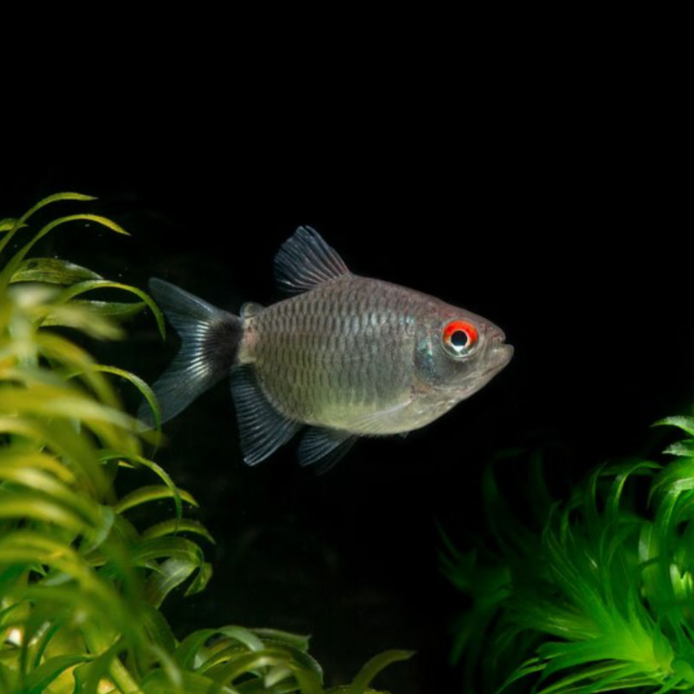 Black Neon Tetra