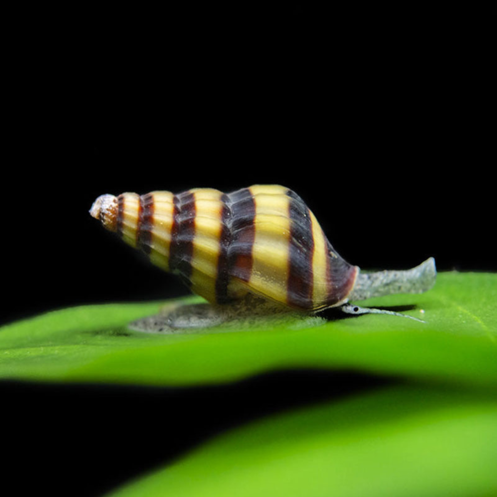 Assassin Snail
