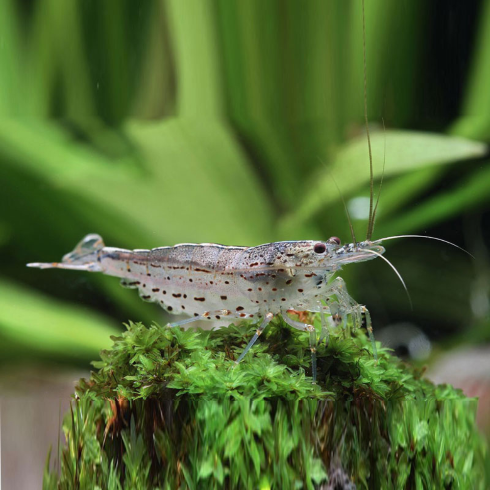 Amano Shrimp