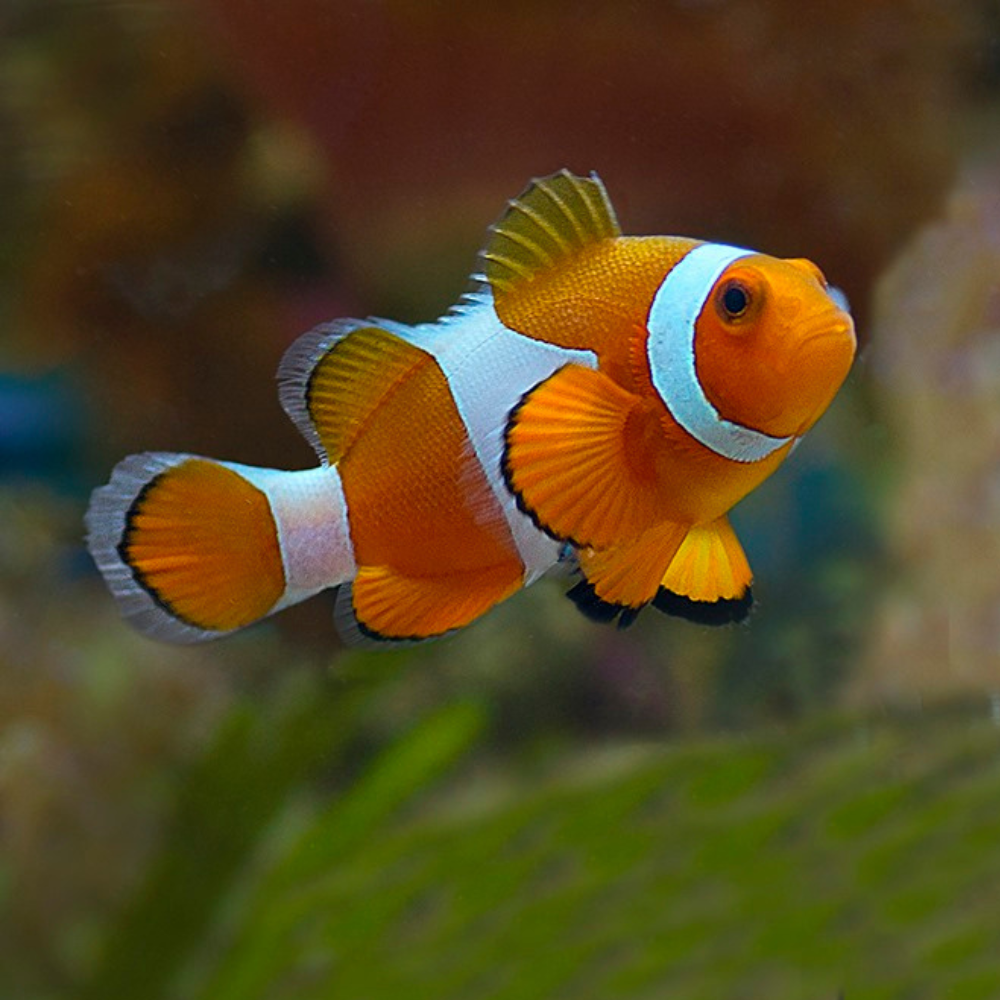 Ocellaris Clownfish (Amphiprion ocellaris)