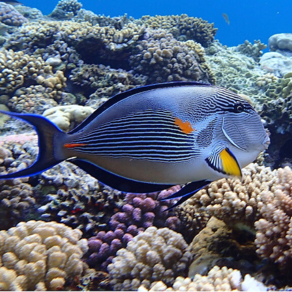Sohal Tang ( Acanthurus Sohal )