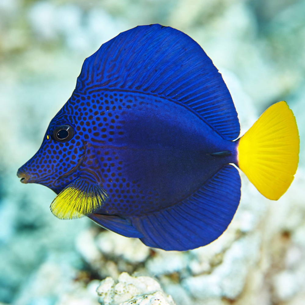 Purple Tang (Zebrasoma xanthurum)
