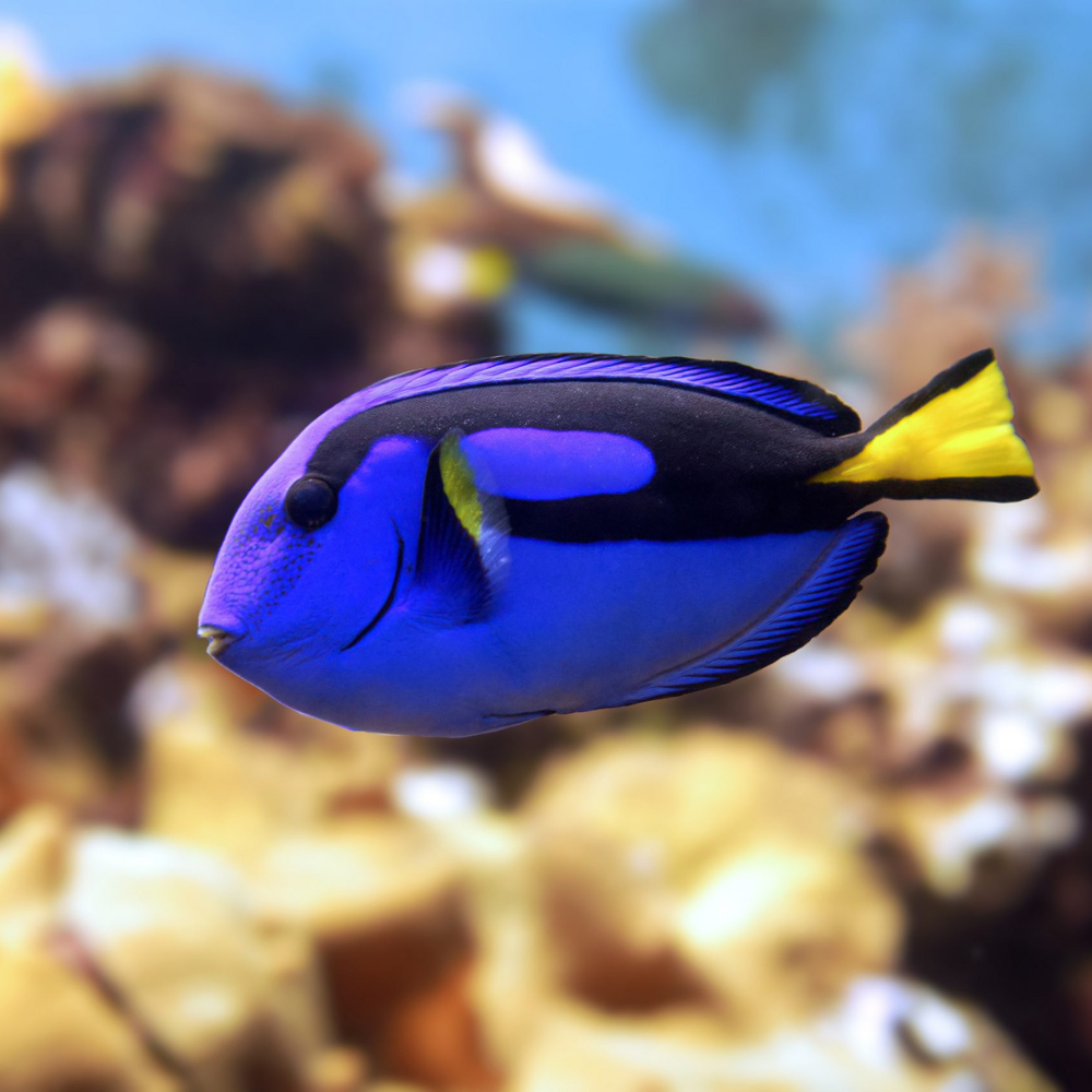 Regal Tang (Paracanthurus hepatus)