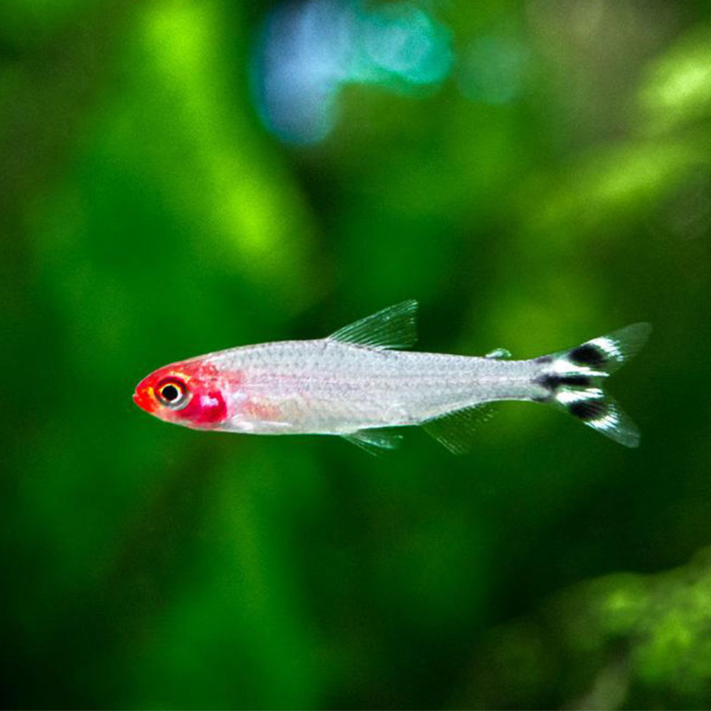 Rummy Nose Tetra