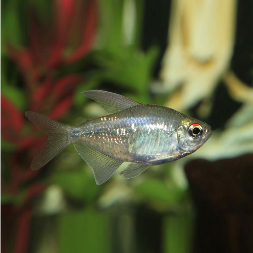 Diamond Tetra