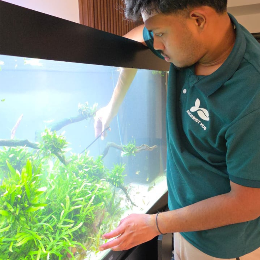 Aquarium Maintenance | Freshwater Basic Design