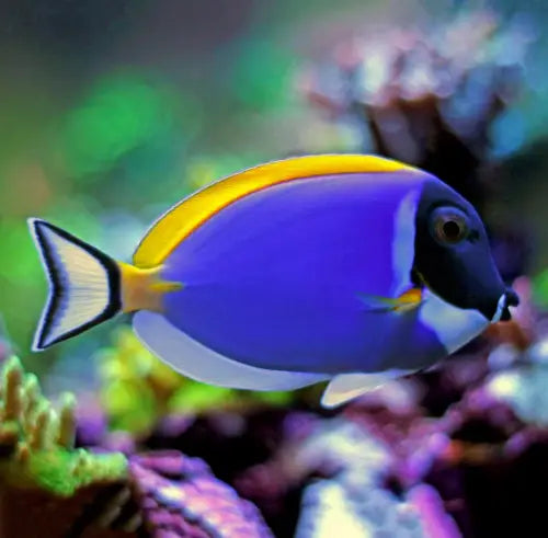 Powder Blue Tang (Acanthurus leucosternon)